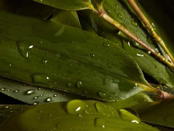  Close up of dewy bamboo leaf, one of the hero ingredients in weDo's products
