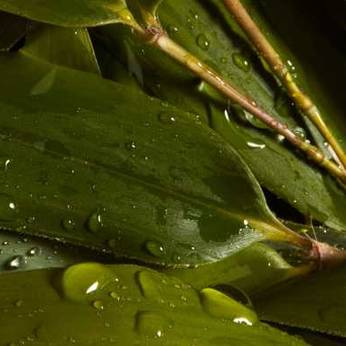  Close up of dewy bamboo leaf, one of the hero ingredients in weDo's products