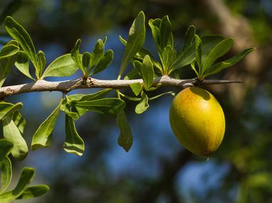 Close up shot of an argan tree one of weDo Professional's hero ingredients