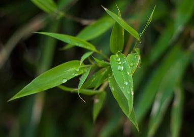  Close up of dewy bamboo leaf, one of the hero ingredients in weDo's products