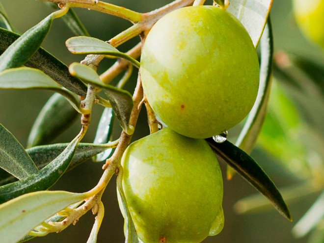 Close up of olives on an olive tree. Olive oil is one of the hero ingredients in weDo/ Professional’s No Light & Soft Shampoo bar for fine hair.