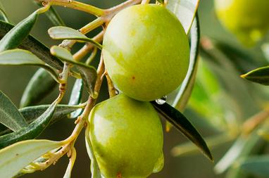 Close up of olives on an olive tree. Olive oil is one of the hero ingredients in weDo/ Professional’s No Light & Soft Shampoo bar for fine hair.