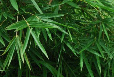 Bamboo leaves, one of the hero ingredients in weDo products