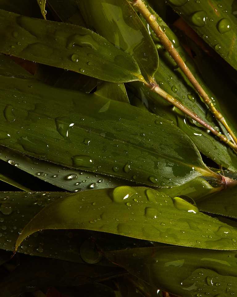 Close up of bamboo leaves, one of the hero ingredients in weDo/ professional products