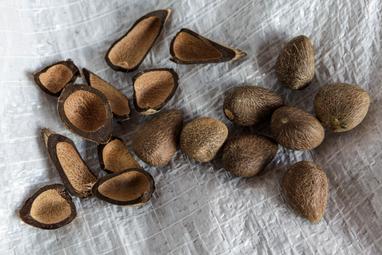  Gros plan de graines d’argan, l’un des ingrédients clés contenus dans les produits weDo/