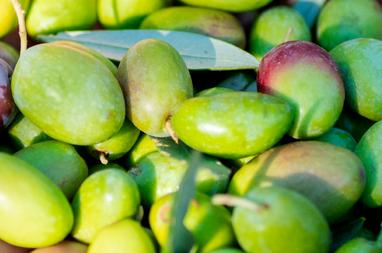 Close up of olives on an olive tree. Olive oil is one of the hero ingredients in weDo/ Professional’s No Light & Soft Shampoo bar for fine hair.