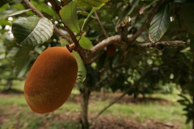 Close up of a cupuacu fruit, one of the hero ingredients in weDo products